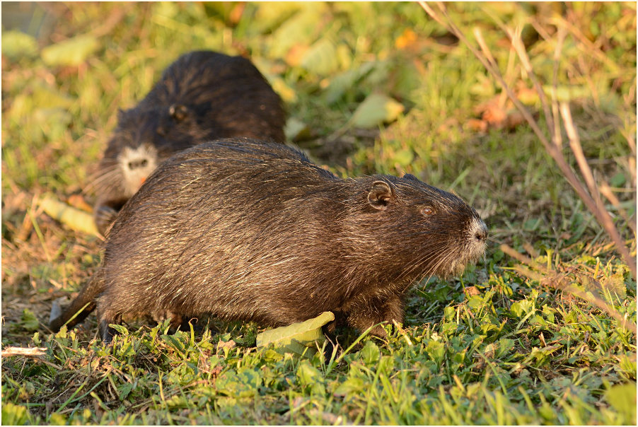 Nutria