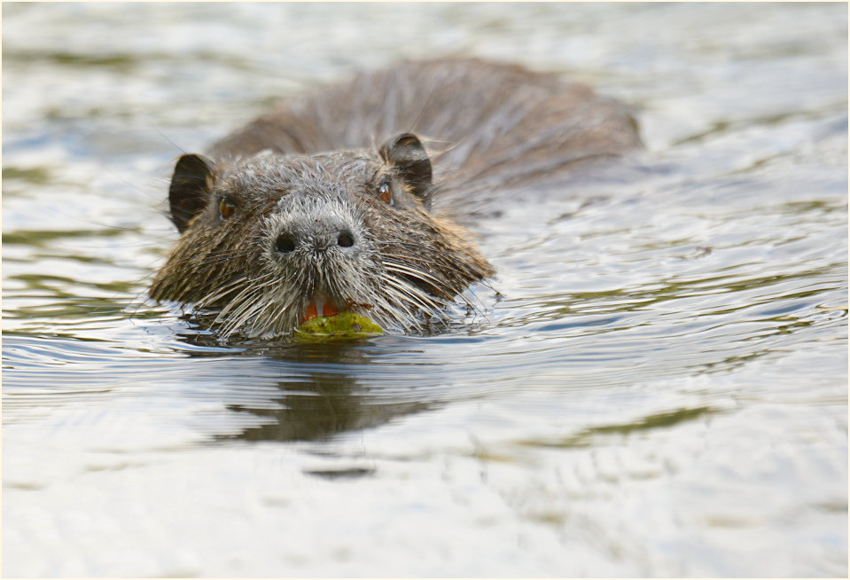 Nutria