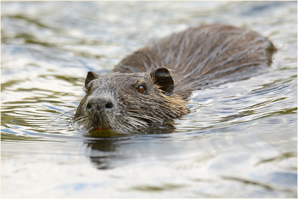 Nutria