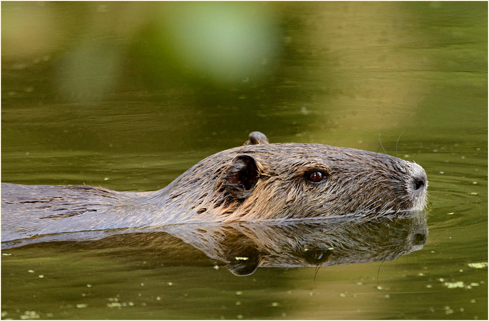 Nutria