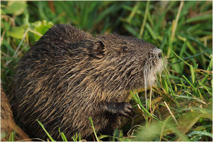 Nutria