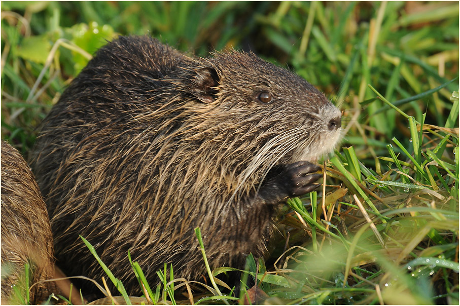 Nutria