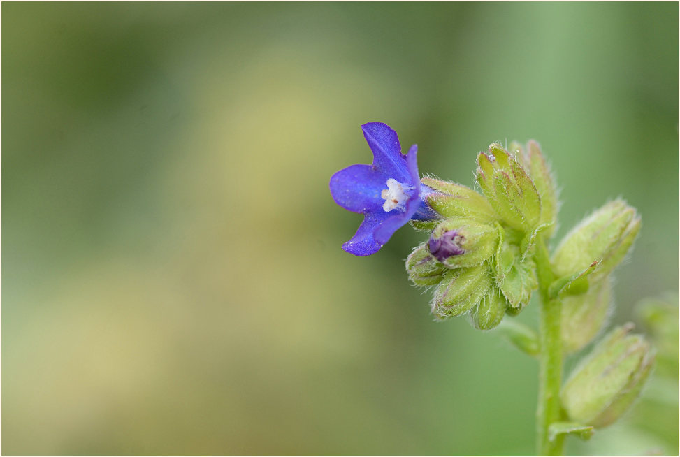 Ochsenzunge (Anchusa officinalis)