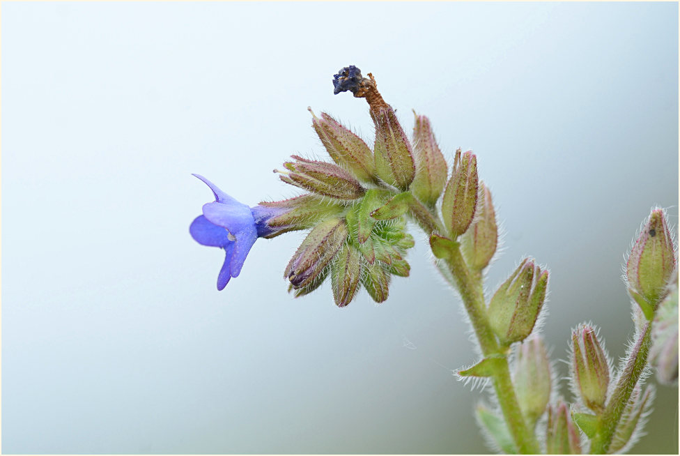 Ochsenzunge (Anchusa officinalis)