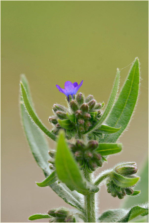 Ochsenzunge (Anchusa officinalis)