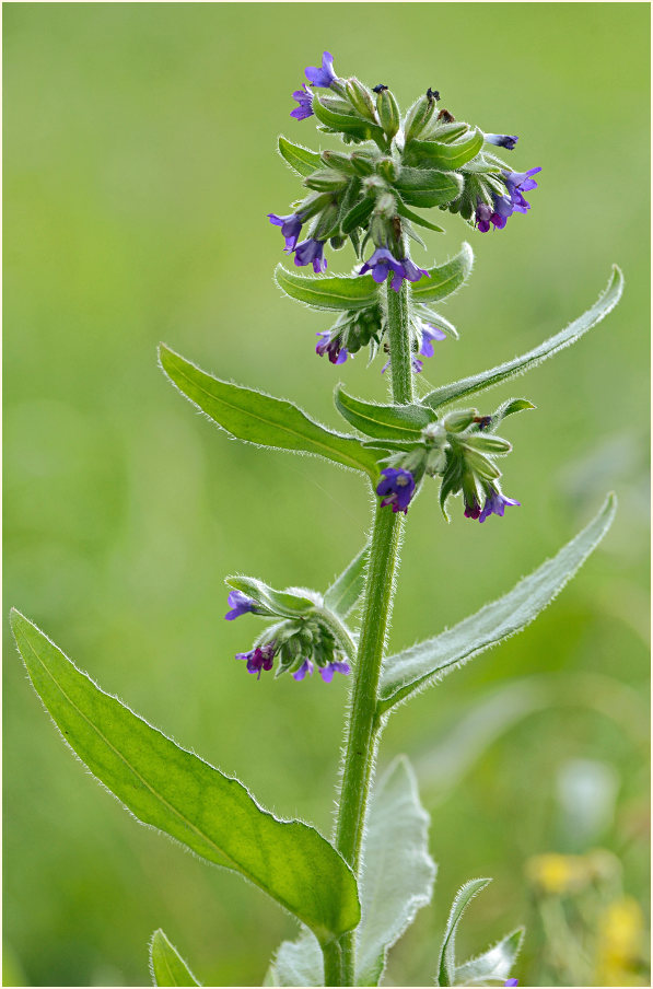 Ochsenzunge (Anchusa officinalis)