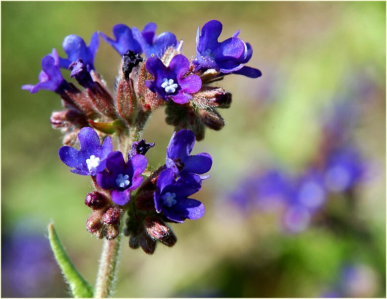 Ochsenzunge (Anchusa officinalis)