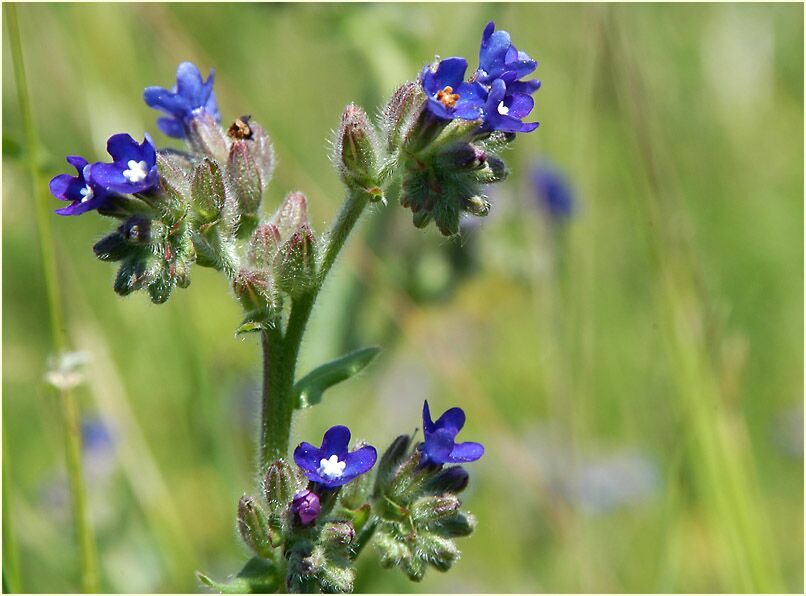 Ochsenzunge (Anchusa officinalis)