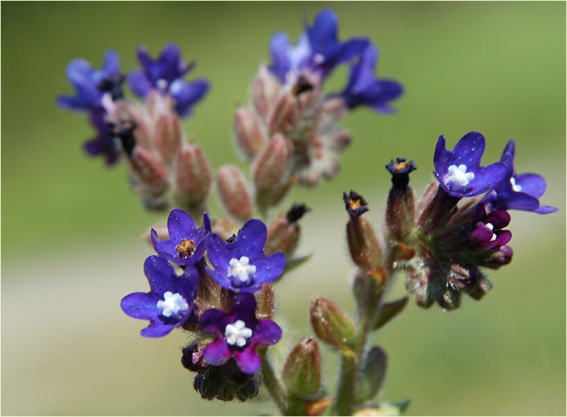 Ochsenzunge (Anchusa officinalis)