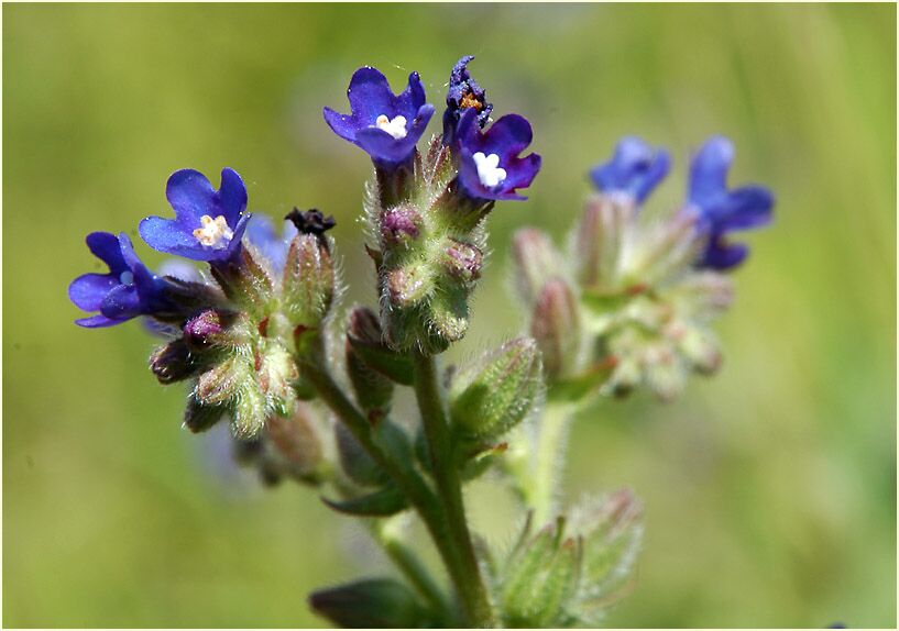 Ochsenzunge (Anchusa officinalis)