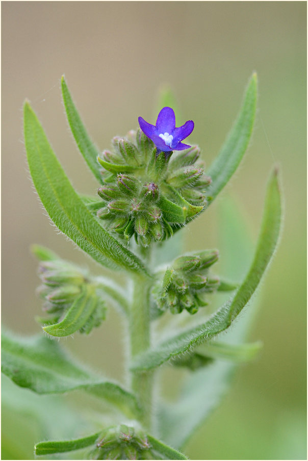 Ochsenzunge (Anchusa officinalis)