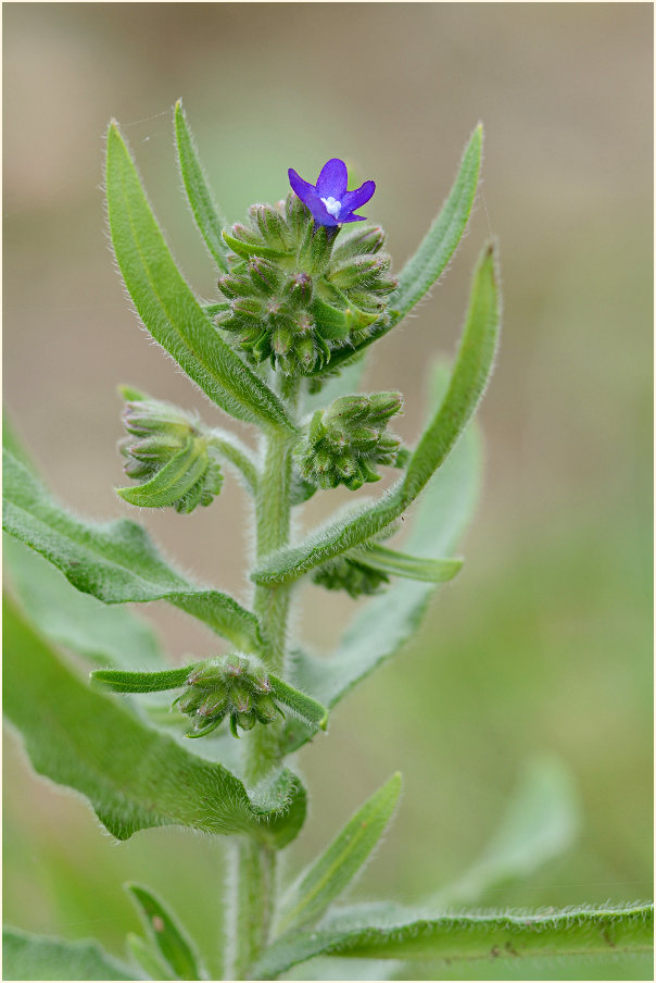 Ochsenzunge (Anchusa officinalis)