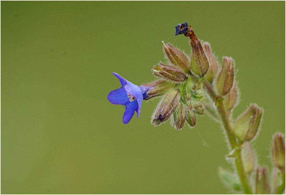 Ochsenzunge (Anchusa officinalis)