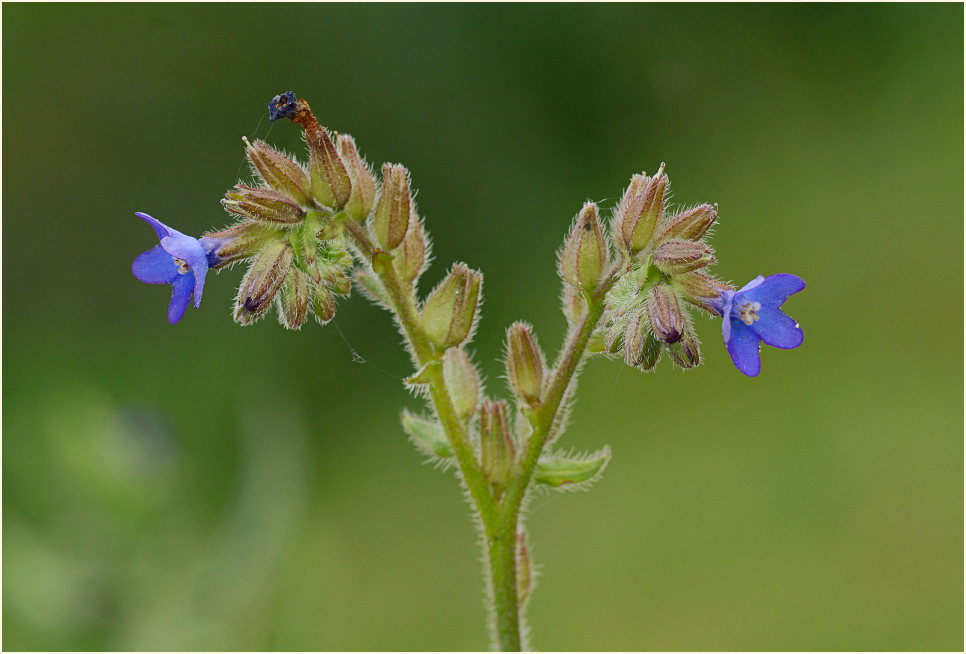 Ochsenzunge (Anchusa officinalis)