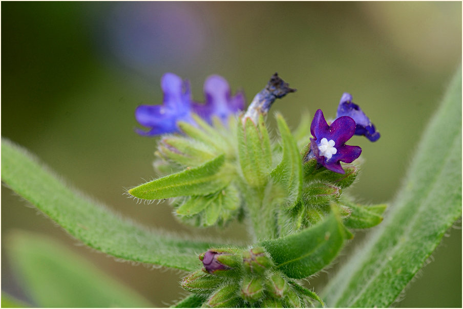 Ochsenzunge (Anchusa officinalis)