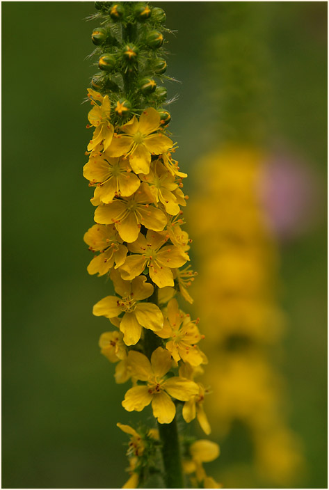 Odermennig (Agrimonia eupatoria)