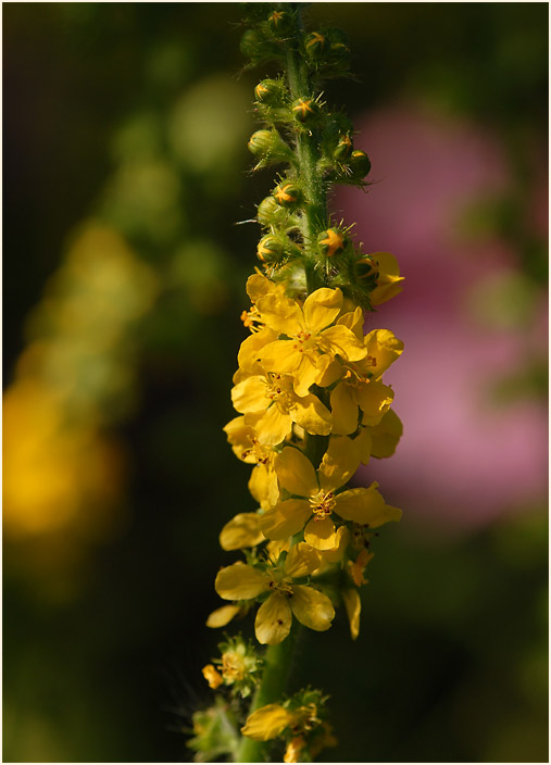 Odermennig (Agrimonia eupatoria)