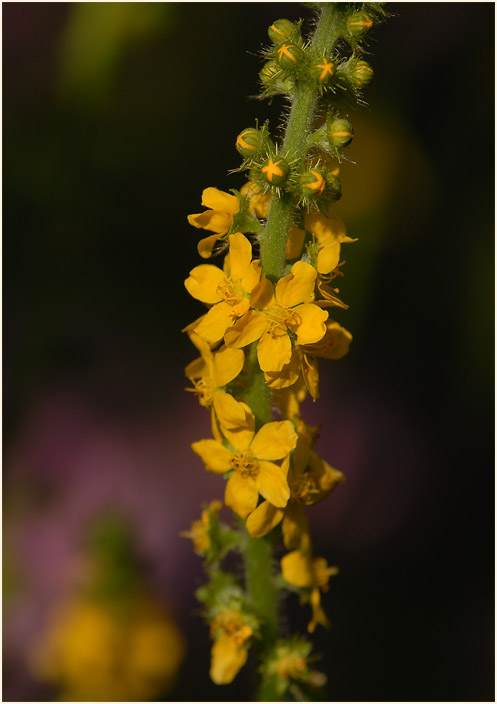 Odermennig (Agrimonia eupatoria)