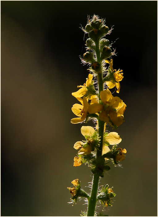 Odermennig (Agrimonia eupatoria)