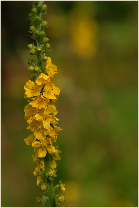 Odermennig (Agrimonia eupatoria)