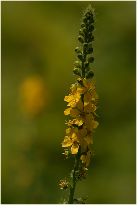 Odermennig (Agrimonia eupatoria)