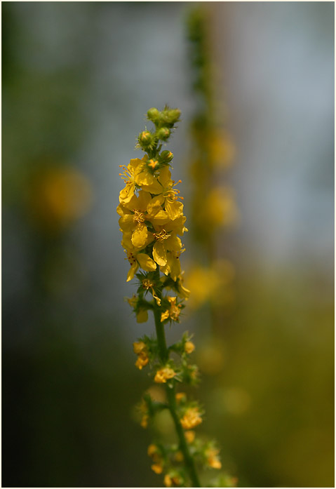 Odermennig (Agrimonia eupatoria)