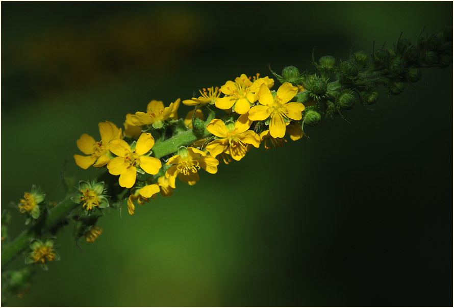 Odermennig (Agrimonia eupatoria)