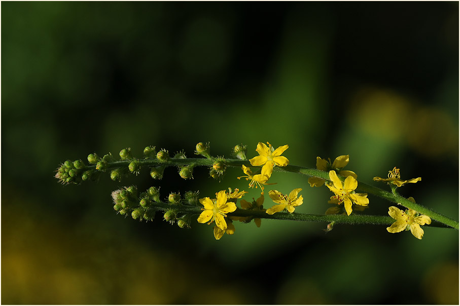 Odermennig (Agrimonia eupatoria)