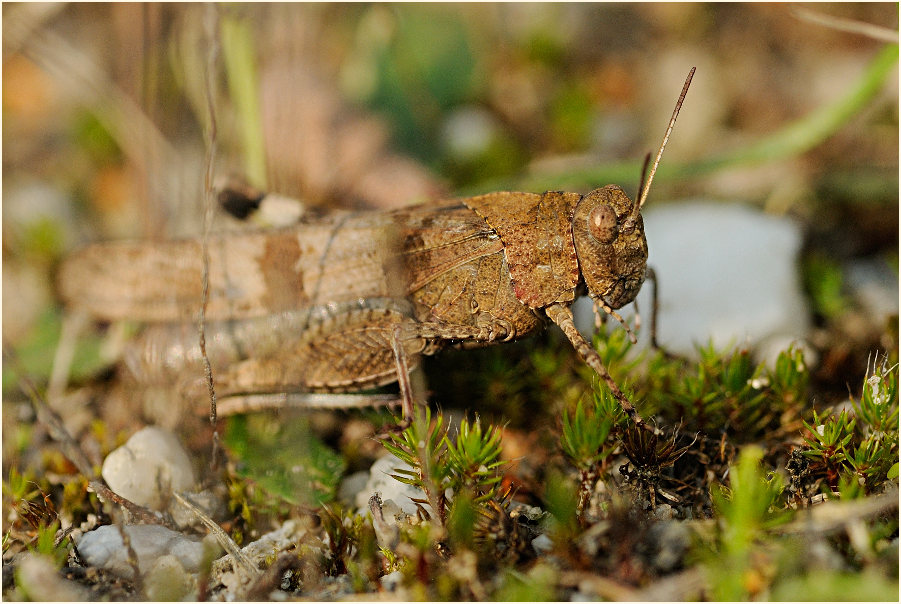 Blauflügelige Ödlandschrecke (Oedipoda caerulescens)