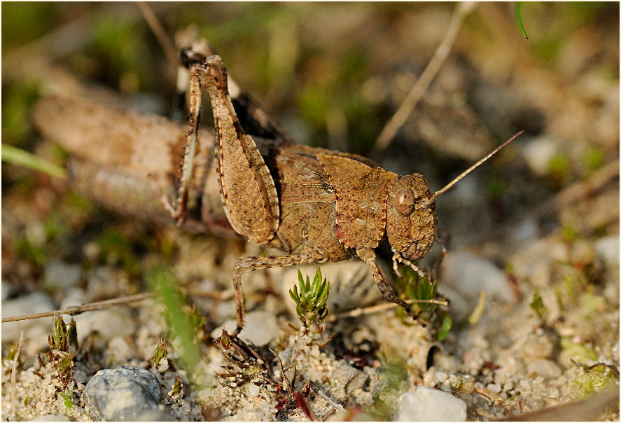 Blauflügelige Ödlandschrecke (Oedipoda caerulescens)