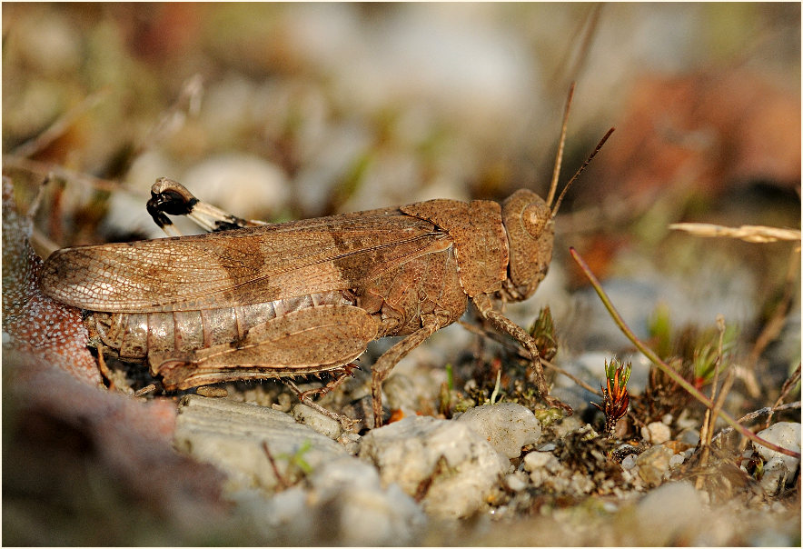 Blauflügelige Ödlandschrecke (Oedipoda caerulescens)