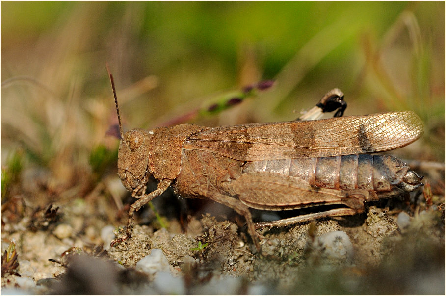 Blauflügelige Ödlandschrecke (Oedipoda caerulescens)