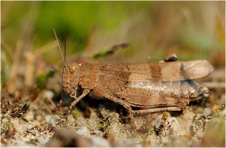 Blauflügelige Ödlandschrecke (Oedipoda caerulescens)