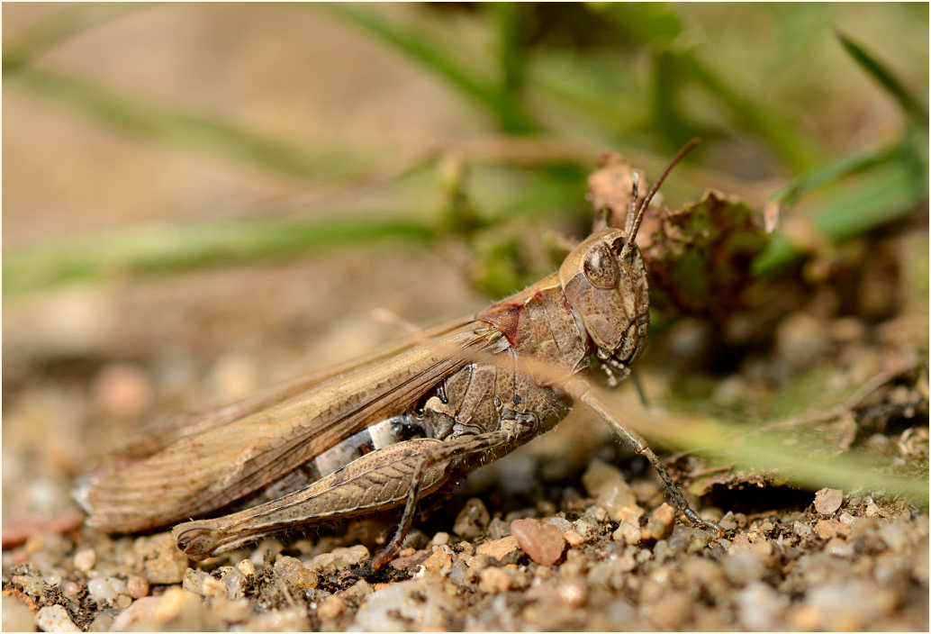 Blauflügelige Ödlandschrecke (Oedipoda caerulescens)