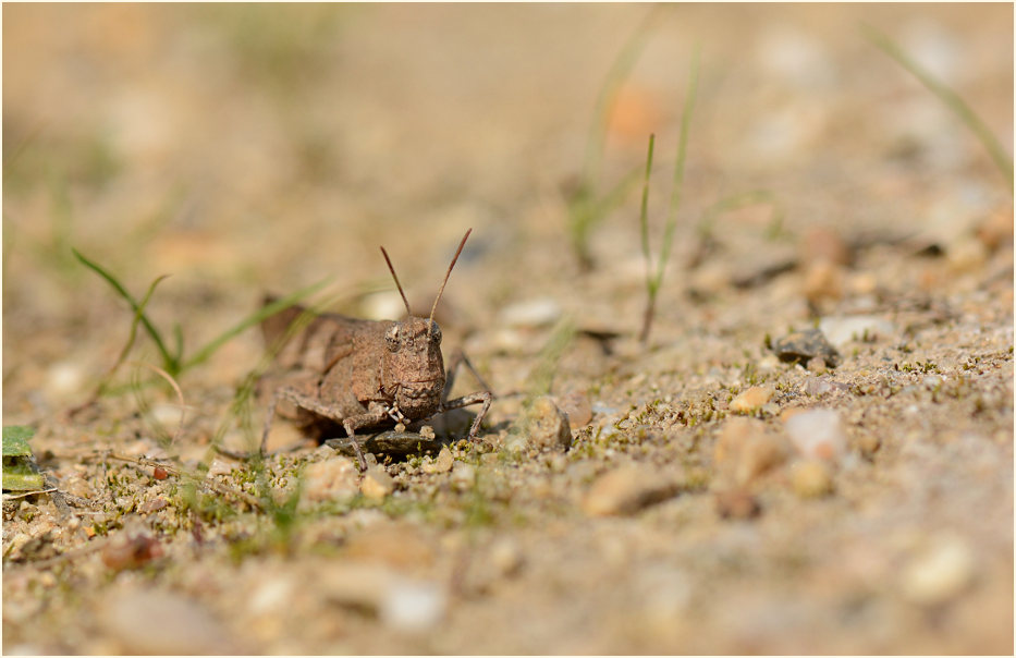 Blauflügelige Ödlandschrecke (Oedipoda caerulescens)