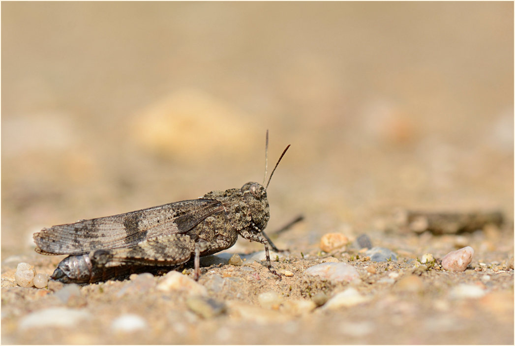 Blauflügelige Ödlandschrecke (Oedipoda caerulescens)