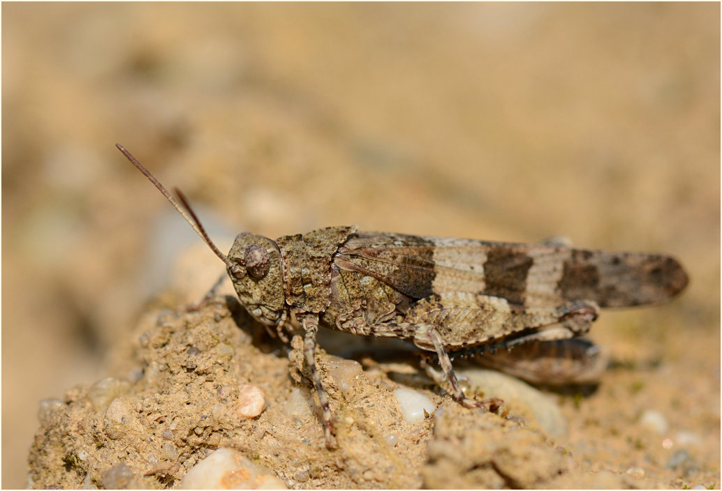 Blauflügelige Ödlandschrecke (Oedipoda caerulescens)