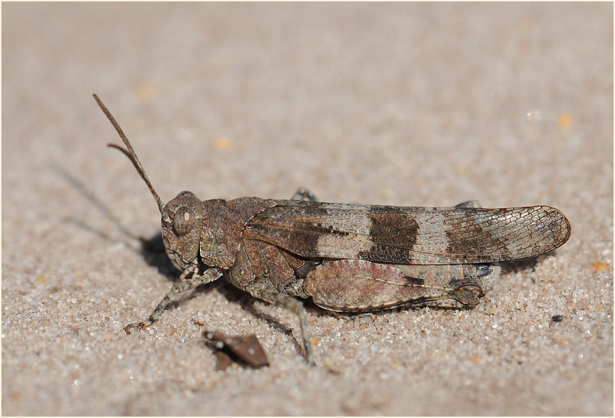 Blauflügelige Ödlandschrecke (Oedipoda caerulescens)