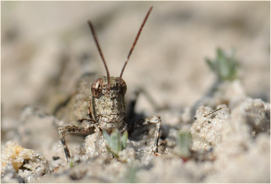 Blauflügelige Ödlandschrecke (Oedipoda caerulescens)