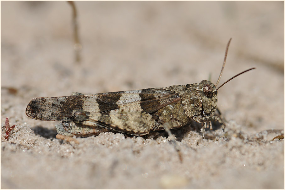 Blauflügelige Ödlandschrecke (Oedipoda caerulescens)