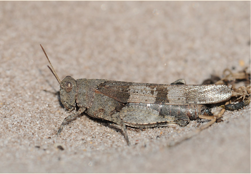 Blauflügelige Ödlandschrecke (Oedipoda caerulescens)