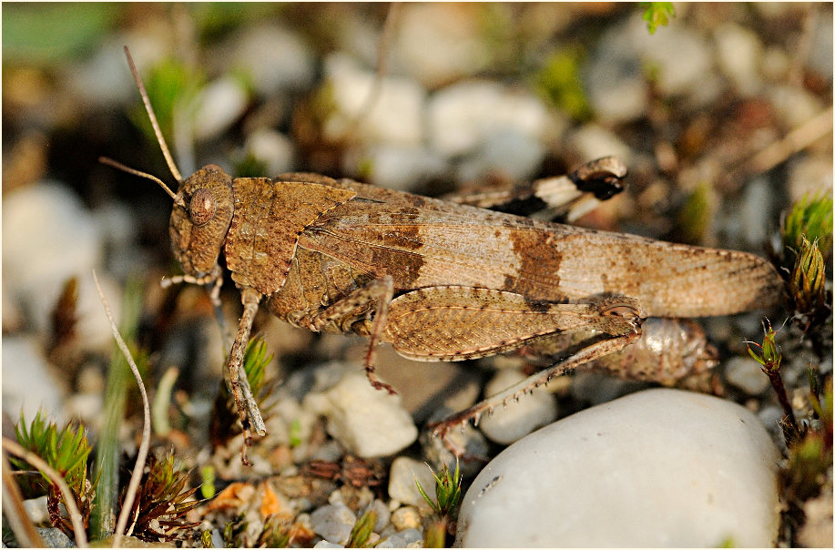 Blauflügelige Ödlandschrecke (Oedipoda caerulescens)