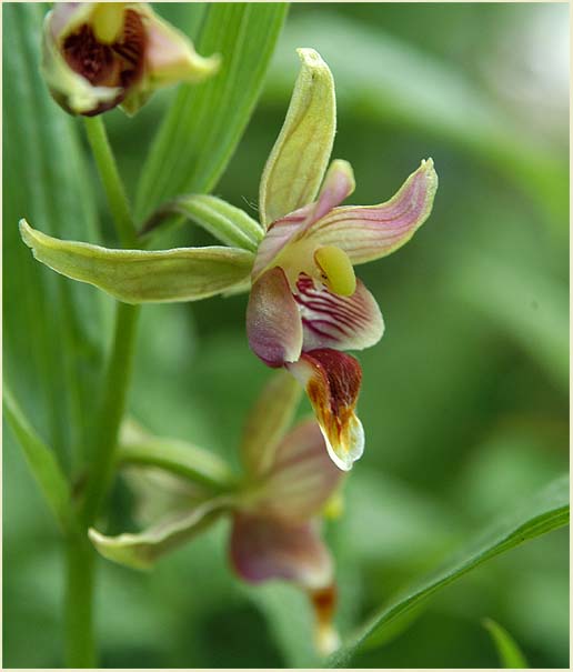 Sumpfwurz (Epipactis)