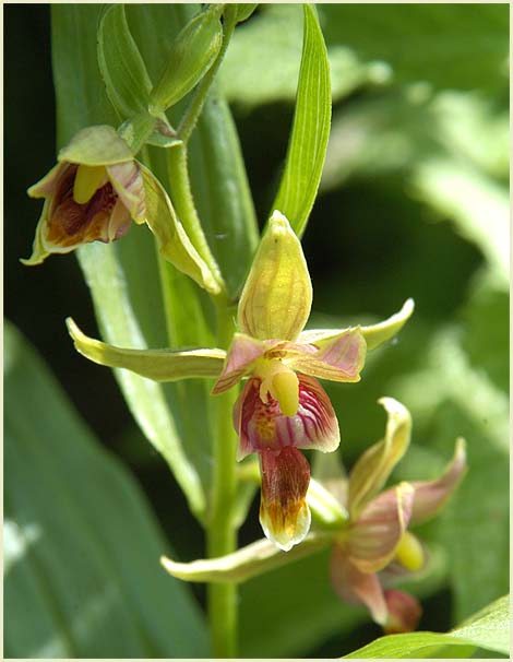 Sumpfwurz (Epipactis)