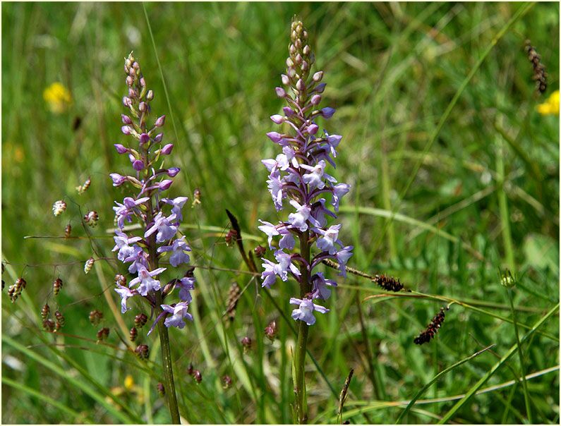 Orchideenwiese