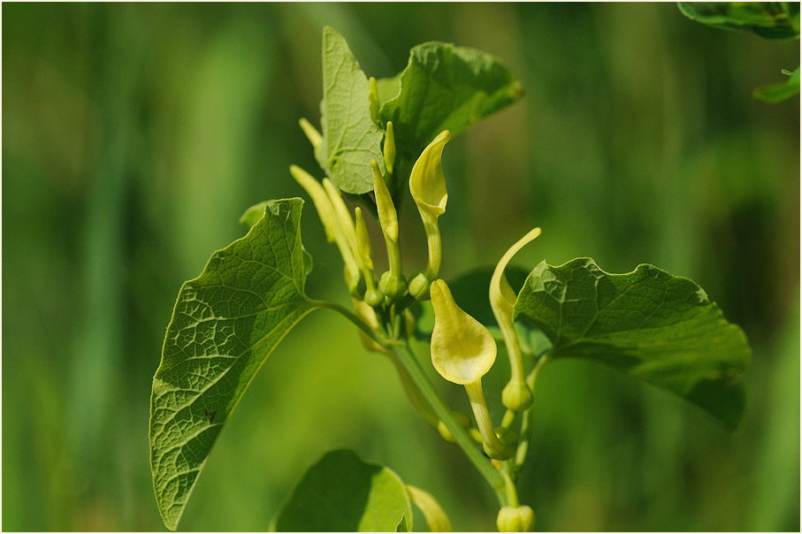 Osterluzei (Aristolochia clematitis)