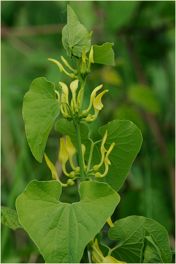 Osterluzei (Aristolochia clematitis)