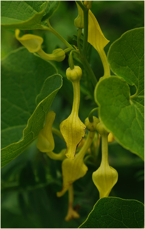 Osterluzei (Aristolochia clematitis)