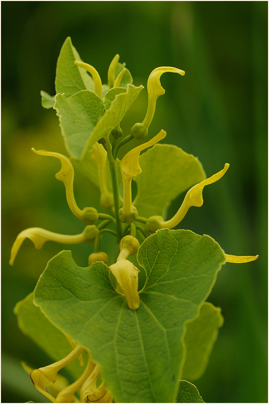 Osterluzei (Aristolochia clematitis)