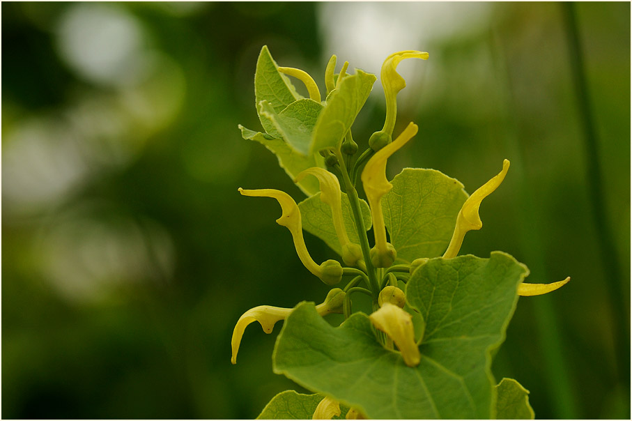 Osterluzei (Aristolochia clematitis)